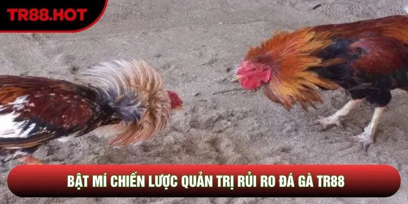 Bật mí chiến lược quản trị rủi ro đá gà TR88 Bật mí chiến lược quản trị rủi ro đá gà TR88