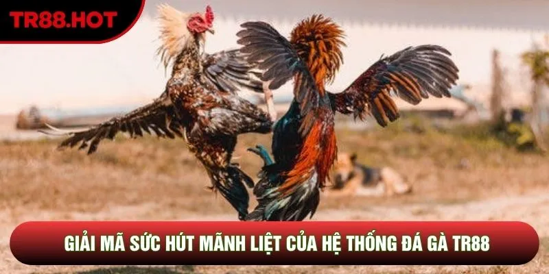 Giải mã sức hút mãnh liệt của hệ thống đá gà TR88 Giải mã sức hút mãnh liệt của hệ thống đá gà TR88