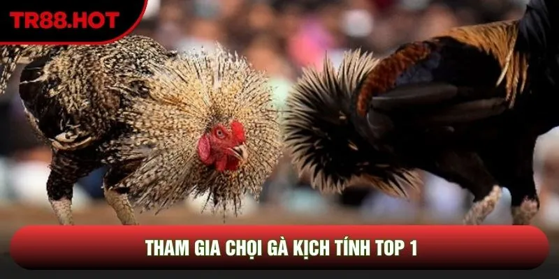 Tham gia chọi gà kịch tính top 1